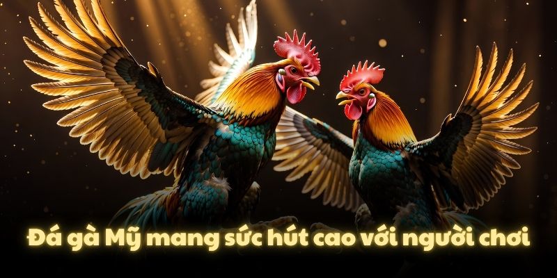 Đá gà Mỹ mang sức hút cao với người chơi