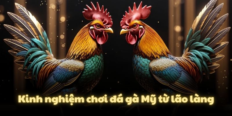 Kinh nghiệm chơi đá gà Mỹ từ lão làng