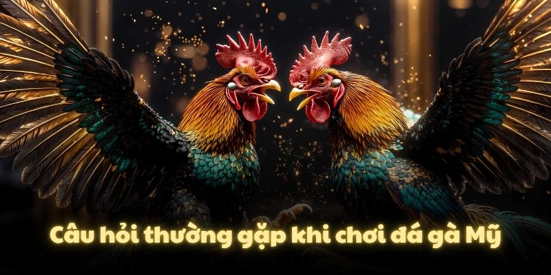 Câu hỏi thường gặp khi chơi đá gà Mỹ