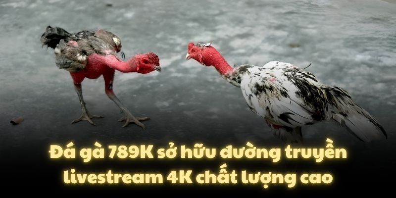Đá gà 789K sở hữu đường truyền livestream 4K chất lượng cao
