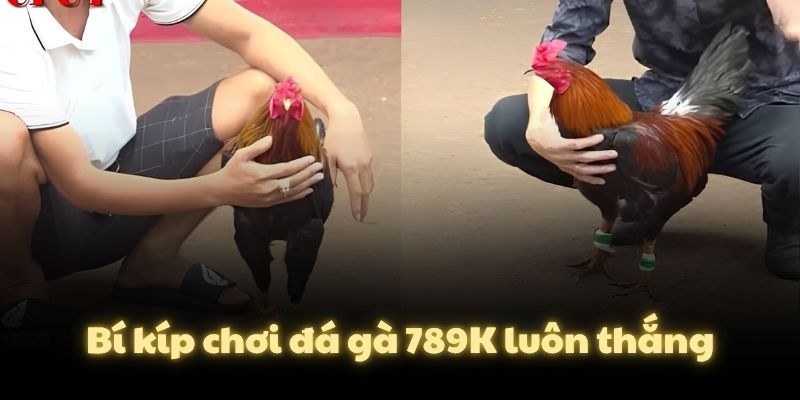 Bí kíp chơi đá gà 789K luôn thắng