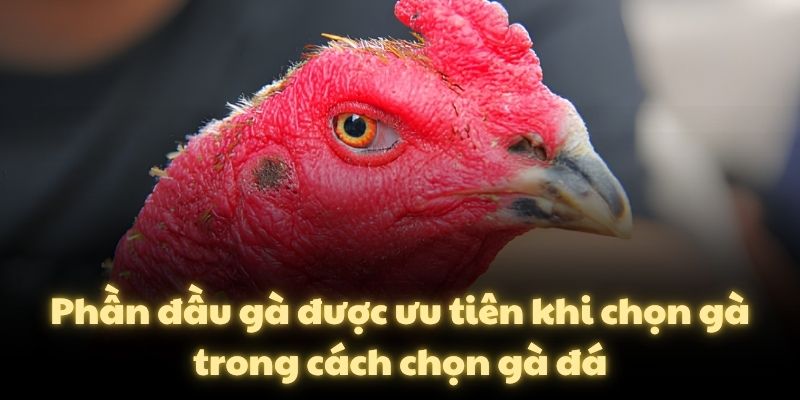 Phần đầu gà được ưu tiên khi chọn gà trong cách chọn gà đá