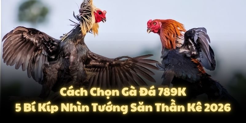Cách Chọn Gà Đá 789K: 5 Bí Kíp Nhìn Tướng Săn Thần Kê 2026