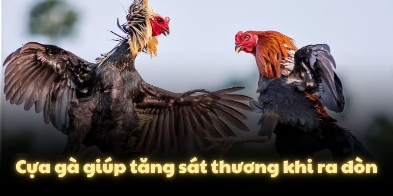 Cựa gà giúp tăng sát thương khi ra đòn