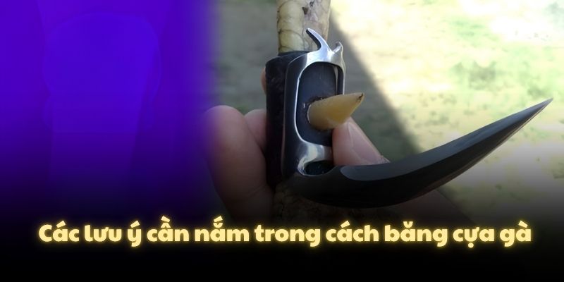 Các lưu ý cần nắm trong cách băng cựa gà